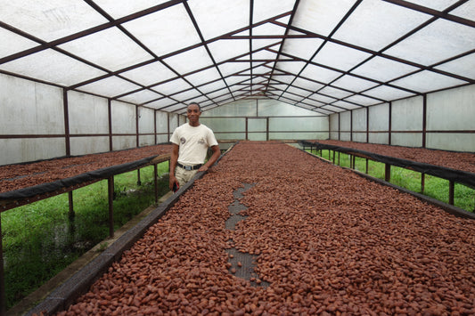 How Regenerative Farming Sustains the Spirit of Cacao