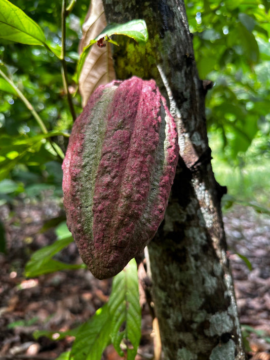 How Global Shortages Are Reshaping the Cacao Industry