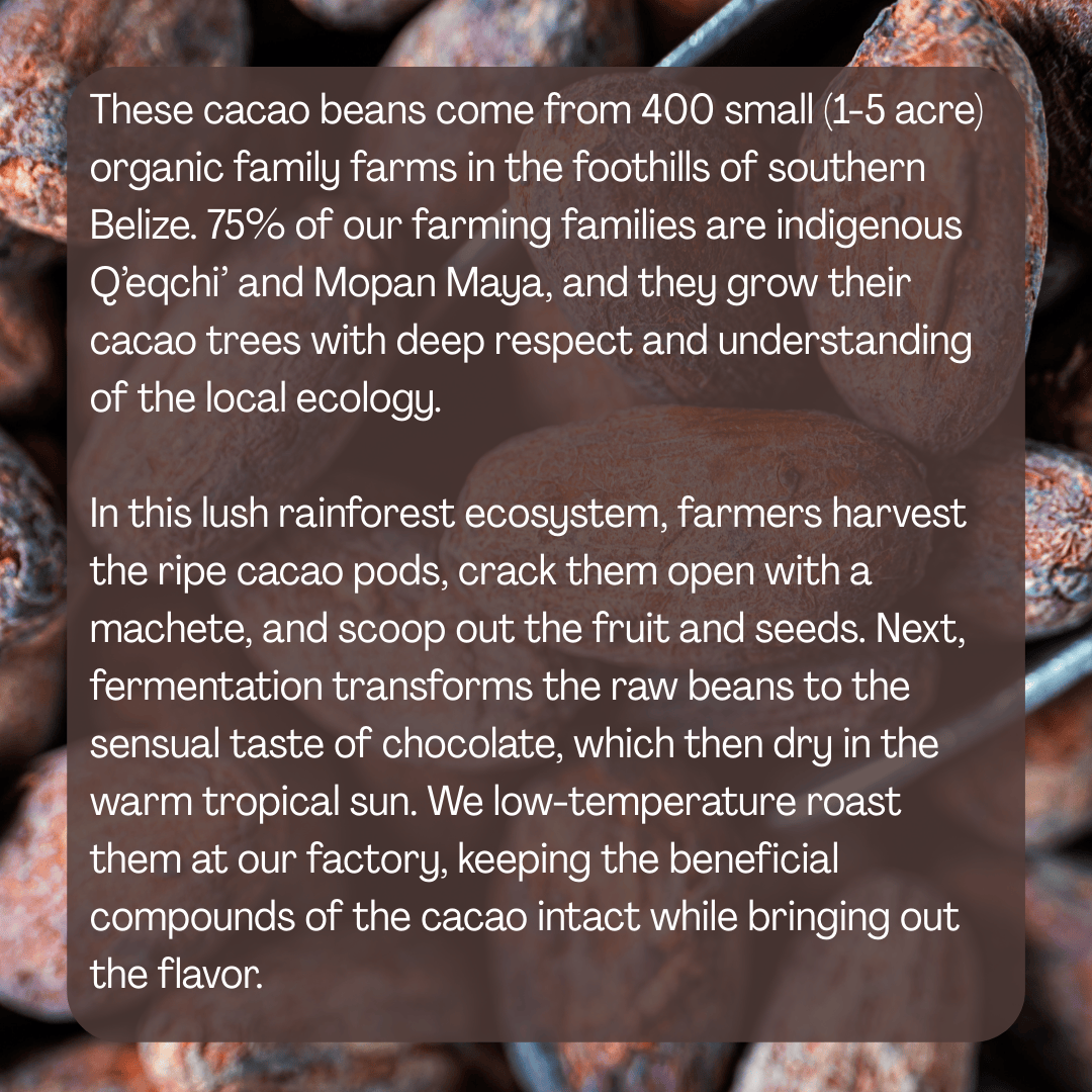 Granos De Cacao (Enteros)