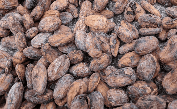 A close-up of raw cacao beans, showcasing their natural texture and rich color