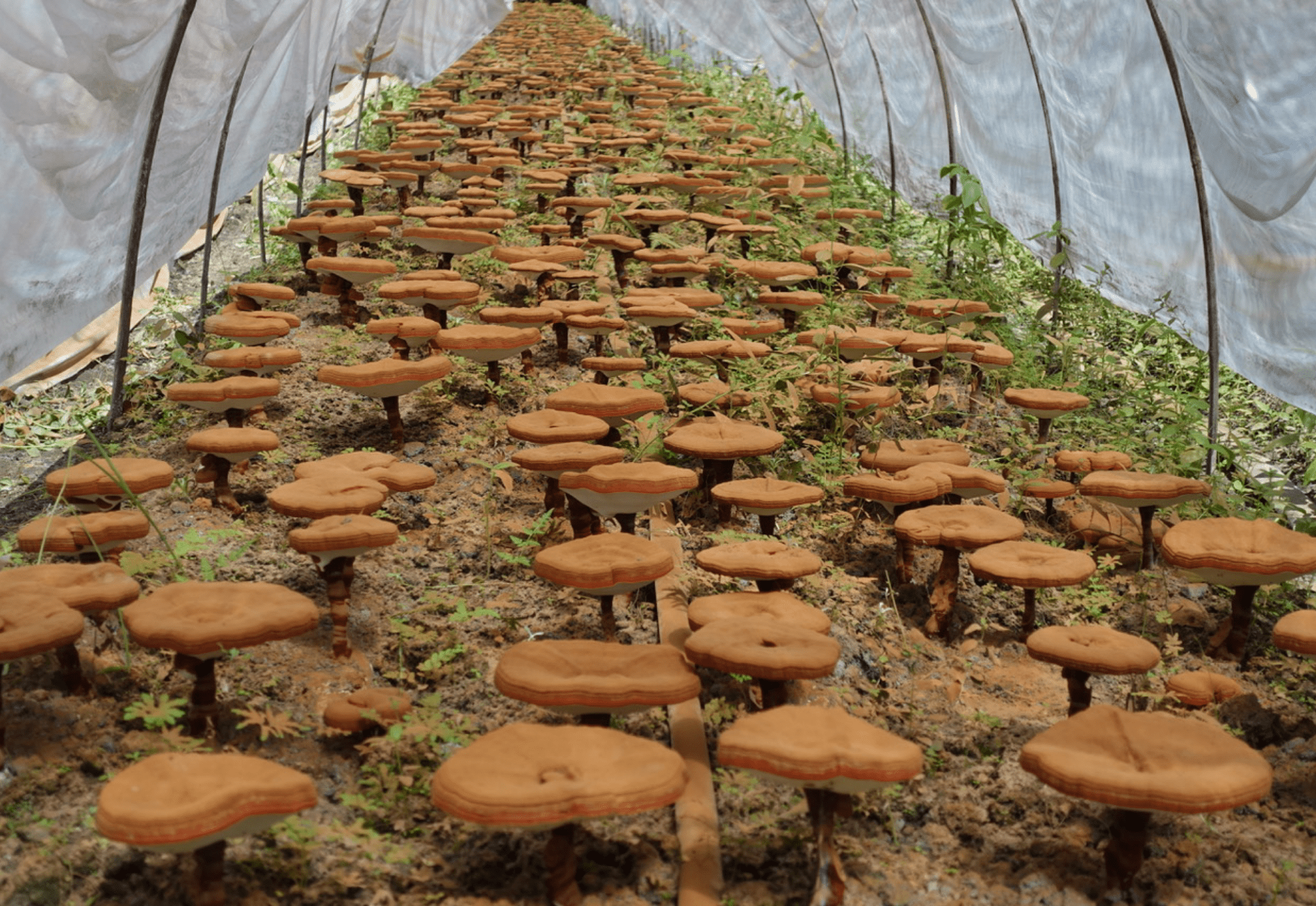 Image highlighting the connection between cacao and mushrooms, possibly in a ceremony