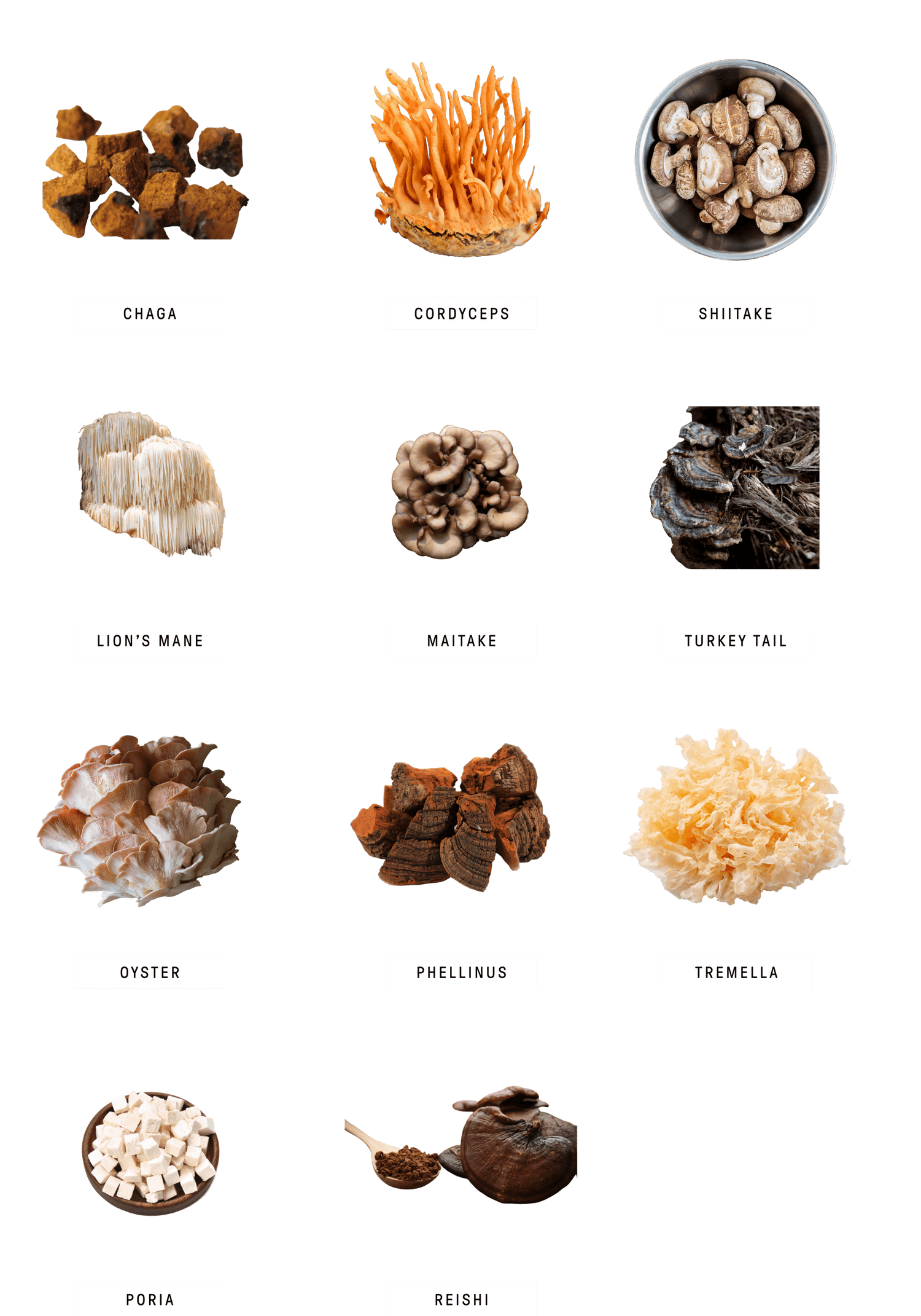 Group image showing Ora Cacao products presented together with their branding