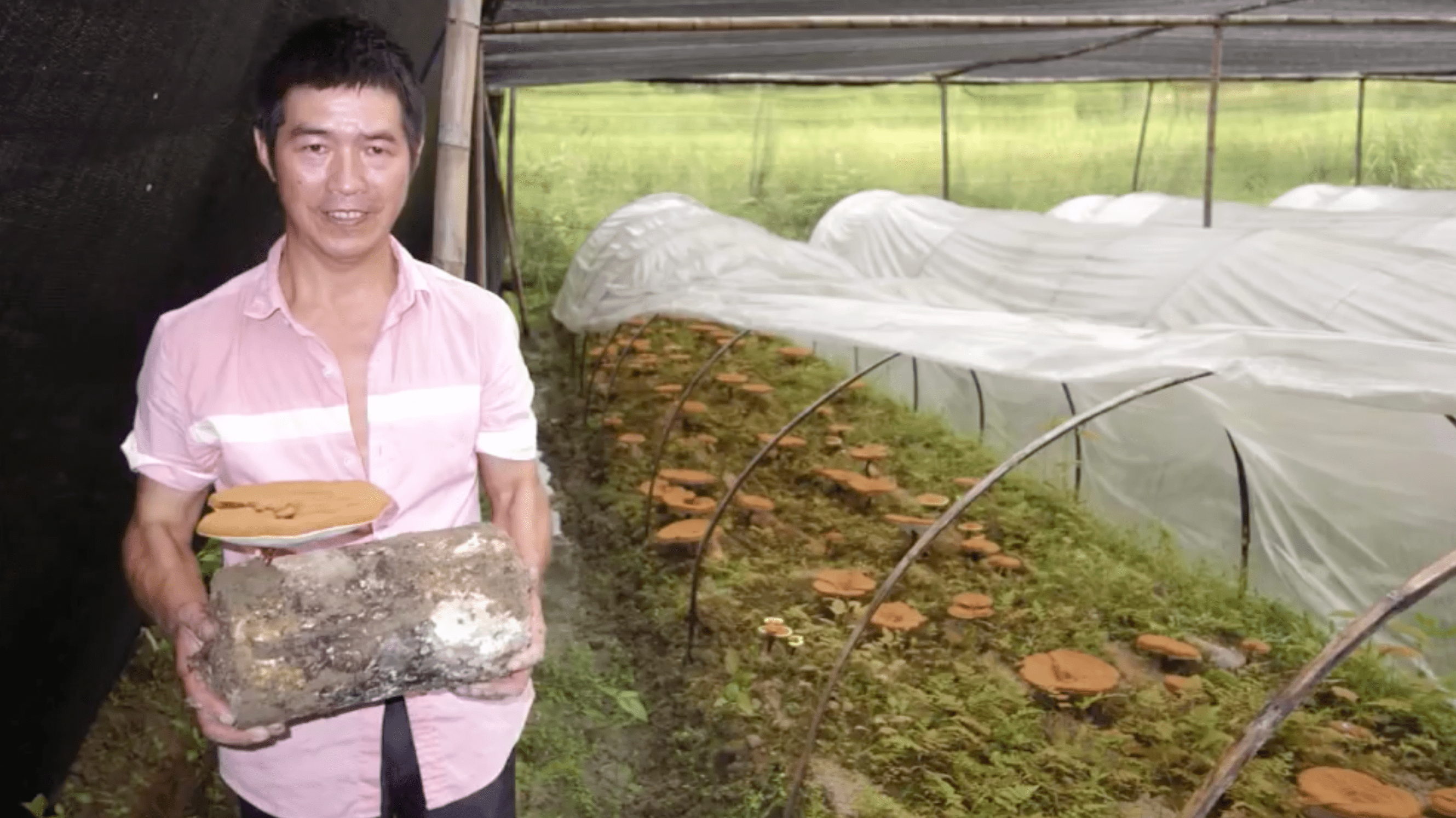 Representation of a high-quality mushroom source used in producing potent and nourishing blends