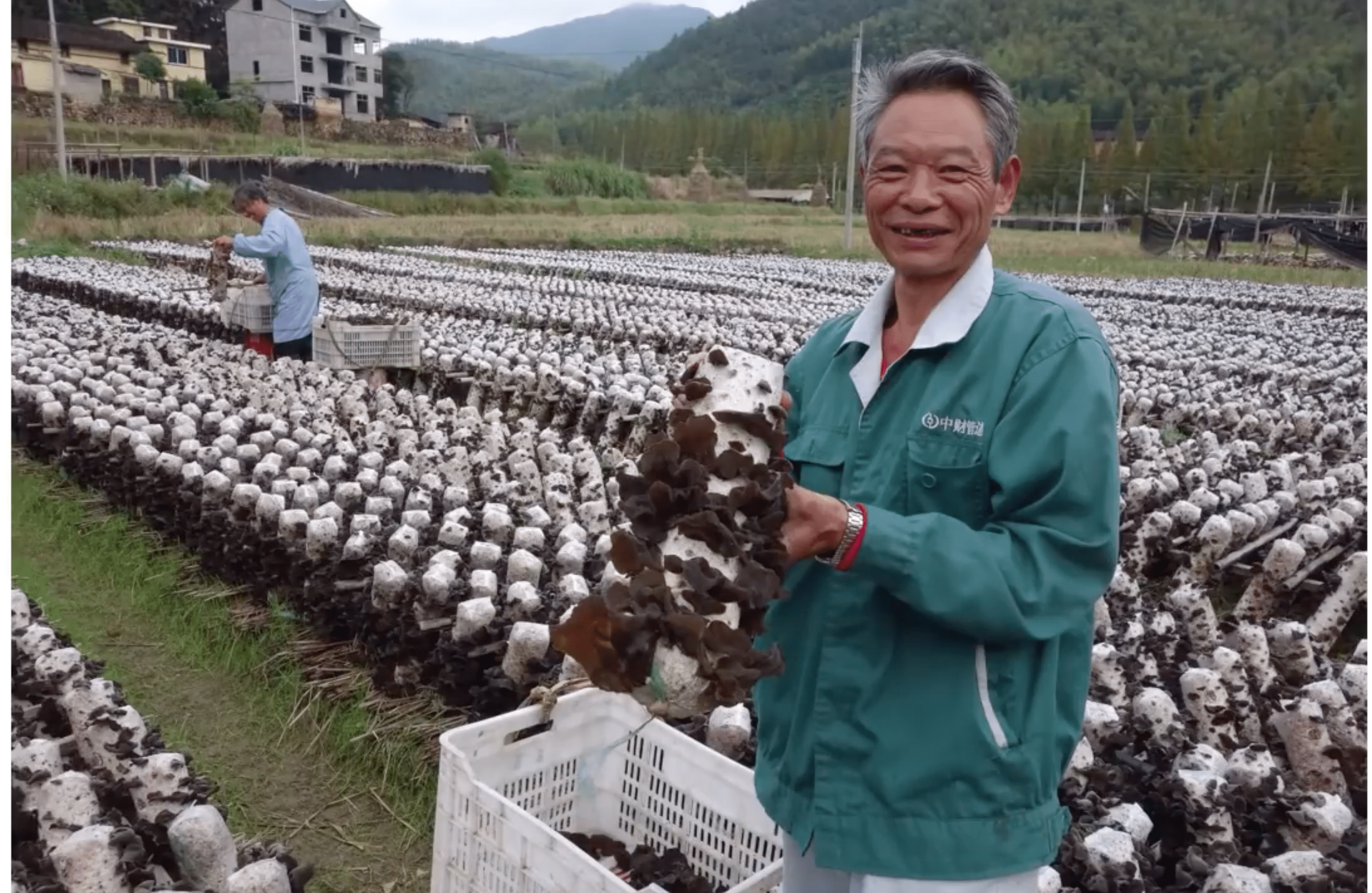 Image showing a sustainable source of mushrooms used for crafting nutrient-rich wellness products