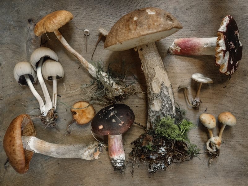 Mystic Mushrooms fruiting body powders, offering potent wellness benefits in every blend