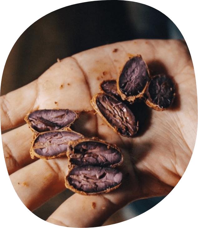 Image capturing The Experience, showcasing the immersive nature of cacao ceremonies