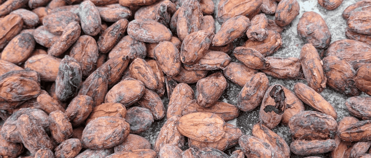 Image displaying a background with cacao elements, adding texture to cacao-related designs