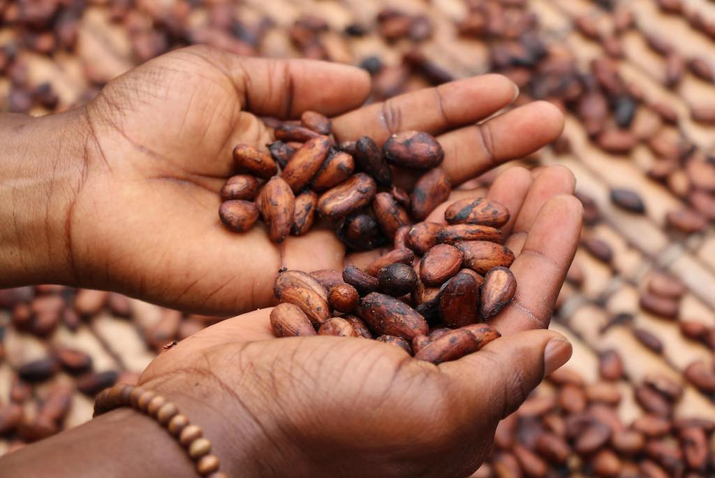 High-quality cacao beans drying naturally, showcasing Ora Cacao's sustainable sourcing