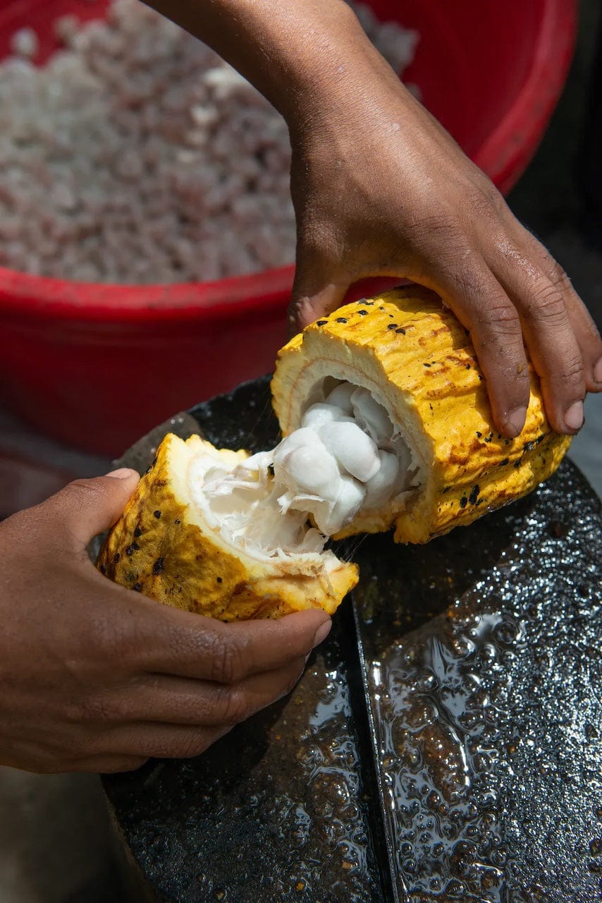 Fresh cacao pod harvested for Ora Cacao, emphasizing the journey from farm to chocolate