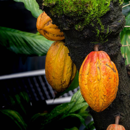 What Happens in Your Brain When You Drink Cacao?