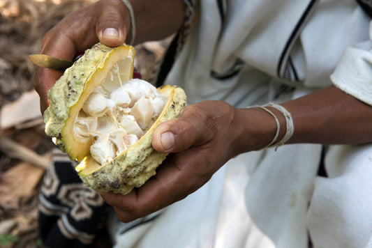 How Minimal Processing Preserves Cacao’s Benefits