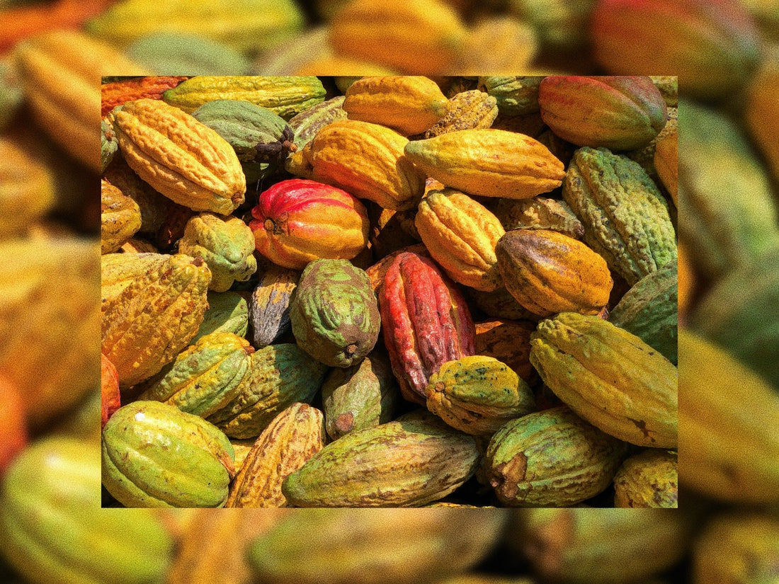 Thriving Tanzania: Forging a new way for African Cacao