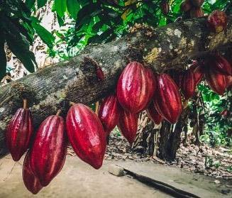 Cacao Stewardship = Earth Stewardship 🌎