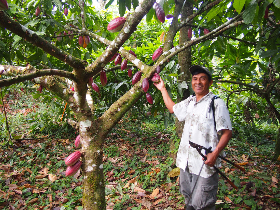 Cacao Sourcing Update! Price Increase Coming Aug 22