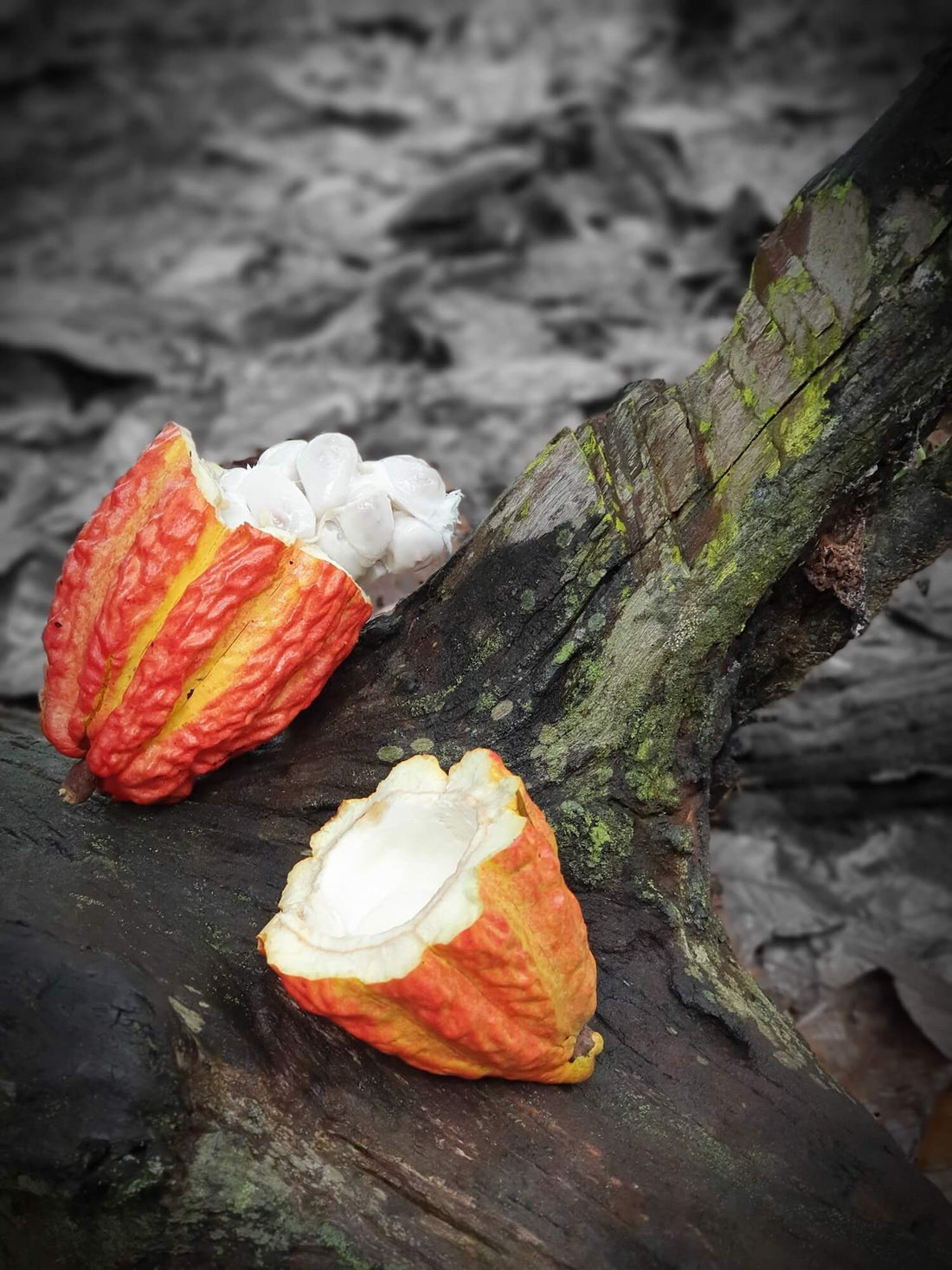 Why Cacao Thrives in Biodiverse Ecosystems