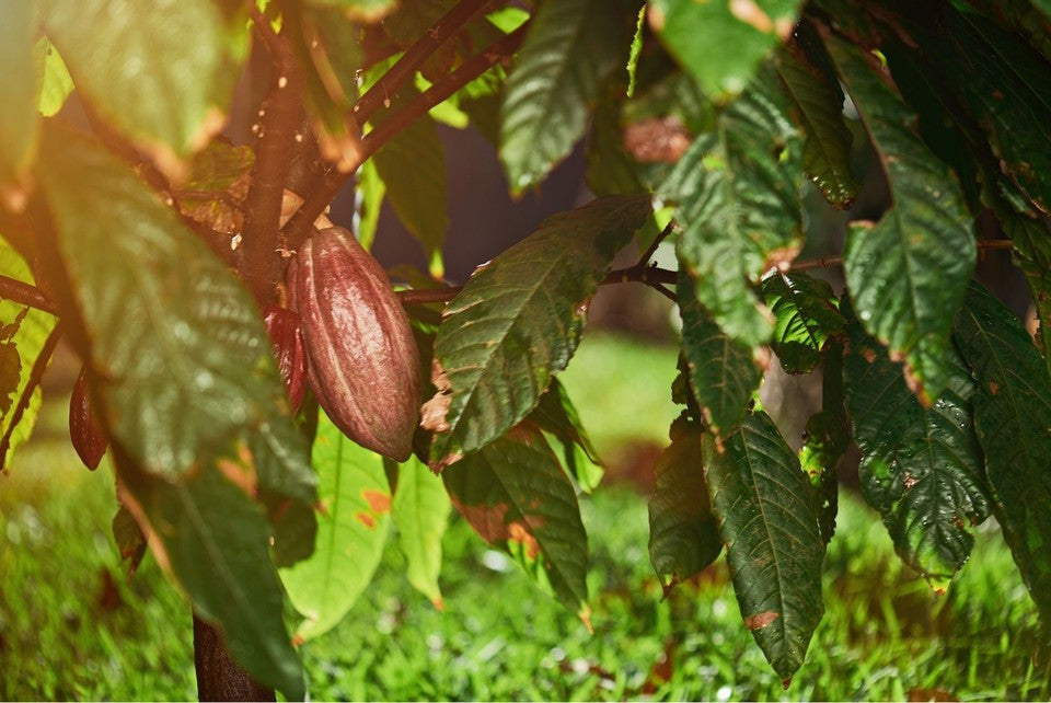 Why I Lab Tested Cacao For Caffeine Content