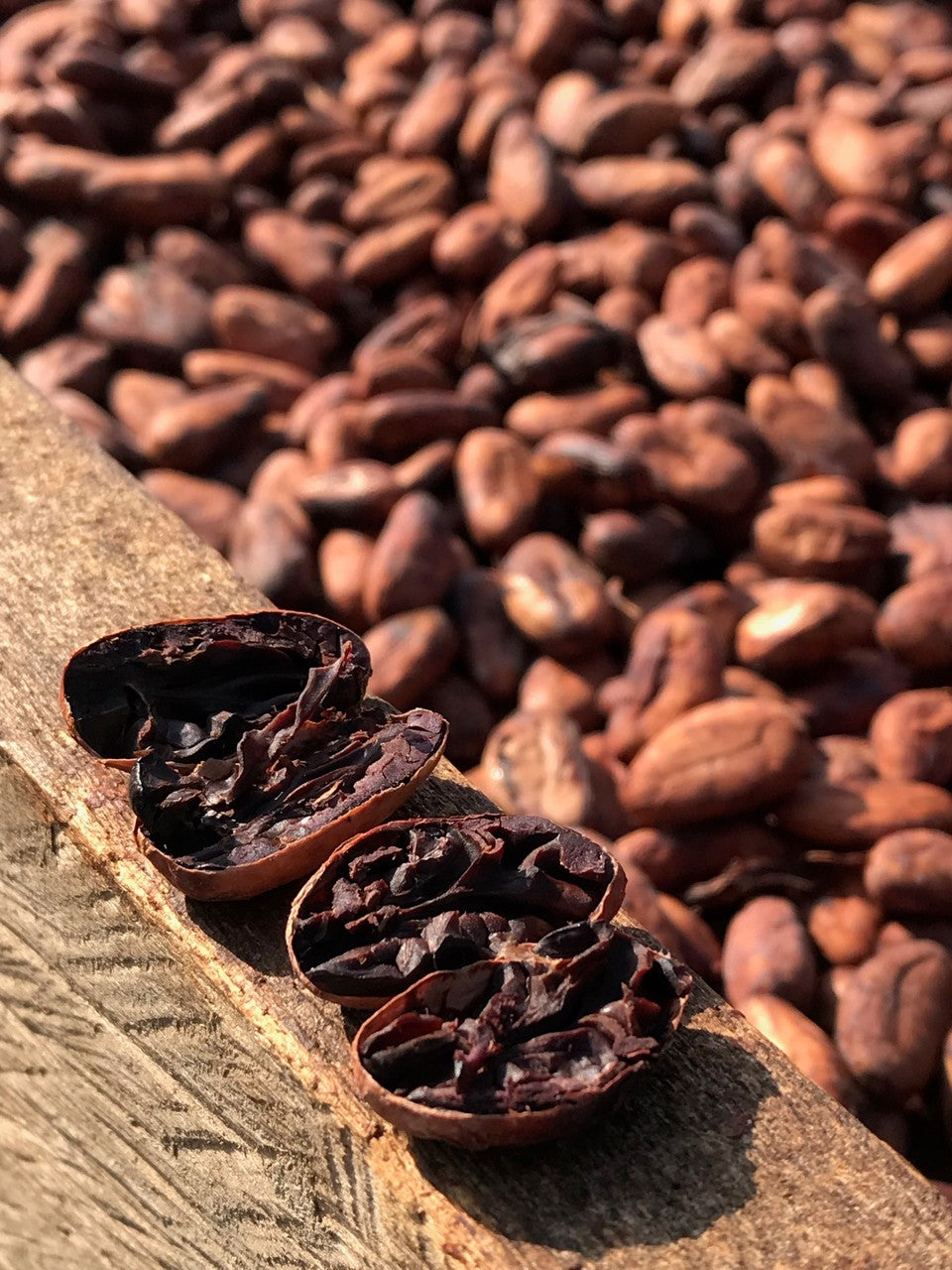 What Makes Cacao *Delicious*?!