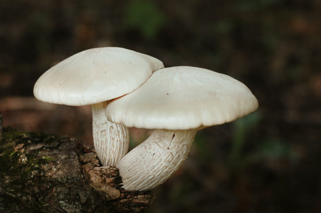 How To Discern Mushroom Quality