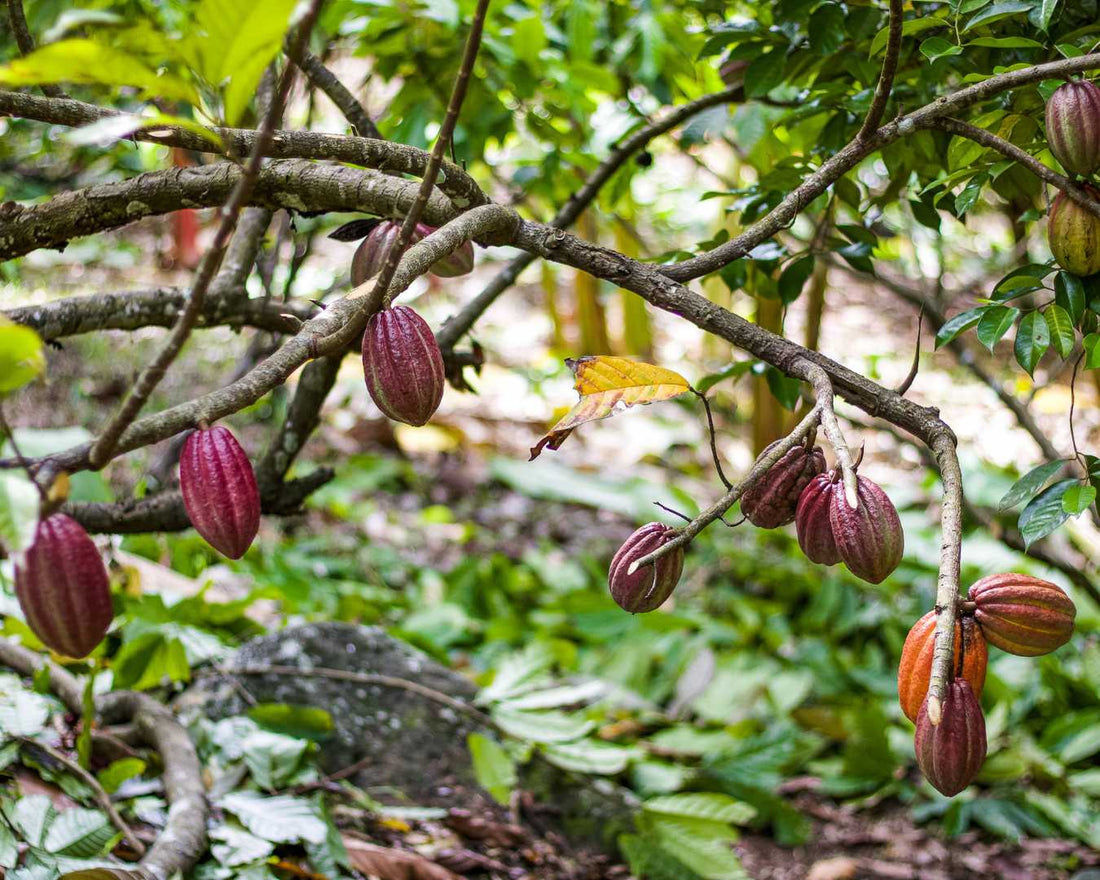 Learn The Language Of Cacao