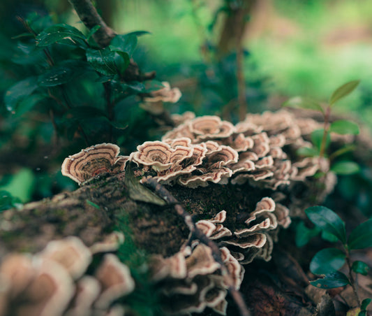 Looking For A Potent Health Ally? Try These Medicinal Mushrooms