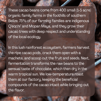 Granos De Cacao (Enteros)