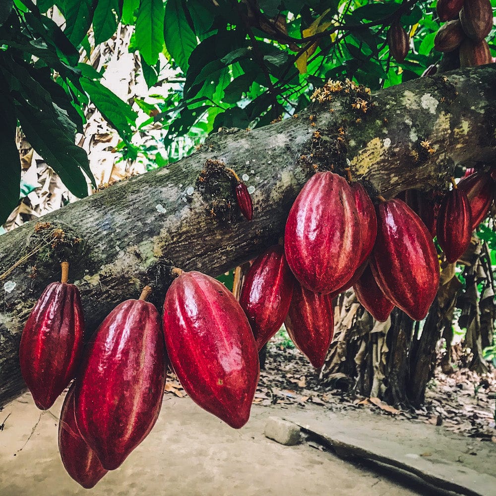 Cacao tree representing decolonization and the fight against cultural appropriation