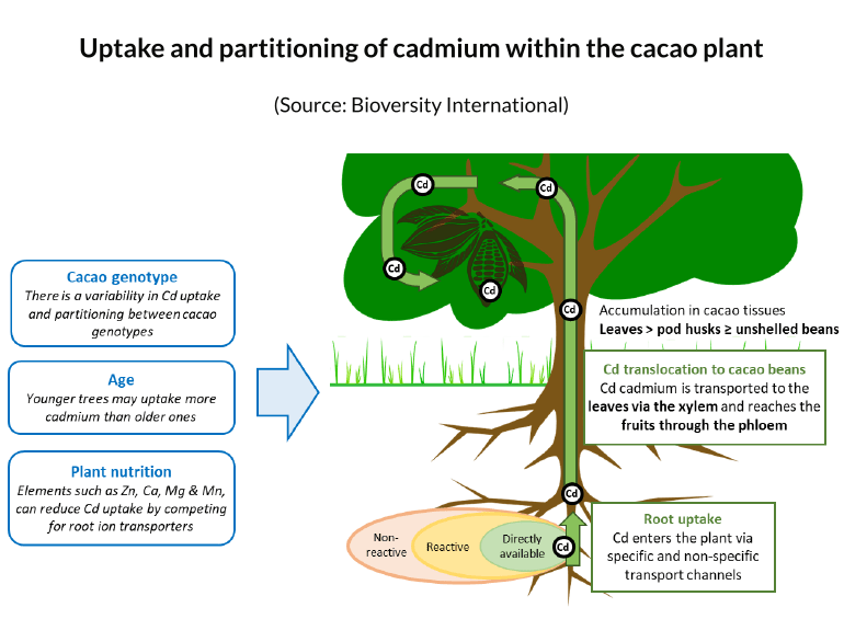 Cacao tree illustrating cadmium uptake mechanisms in cacao cultivation