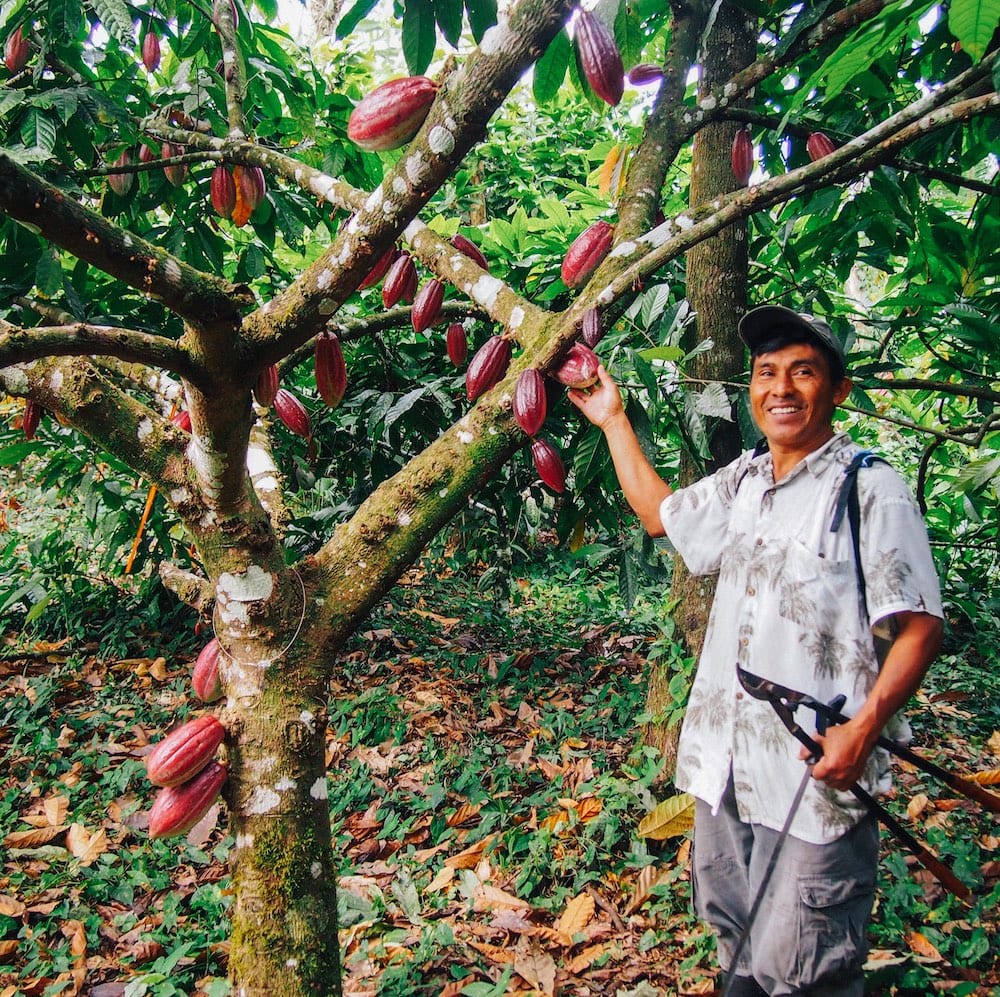 Ceremonial cacao farm with cacao pods hanging from trees, emphasizing organic cultivation