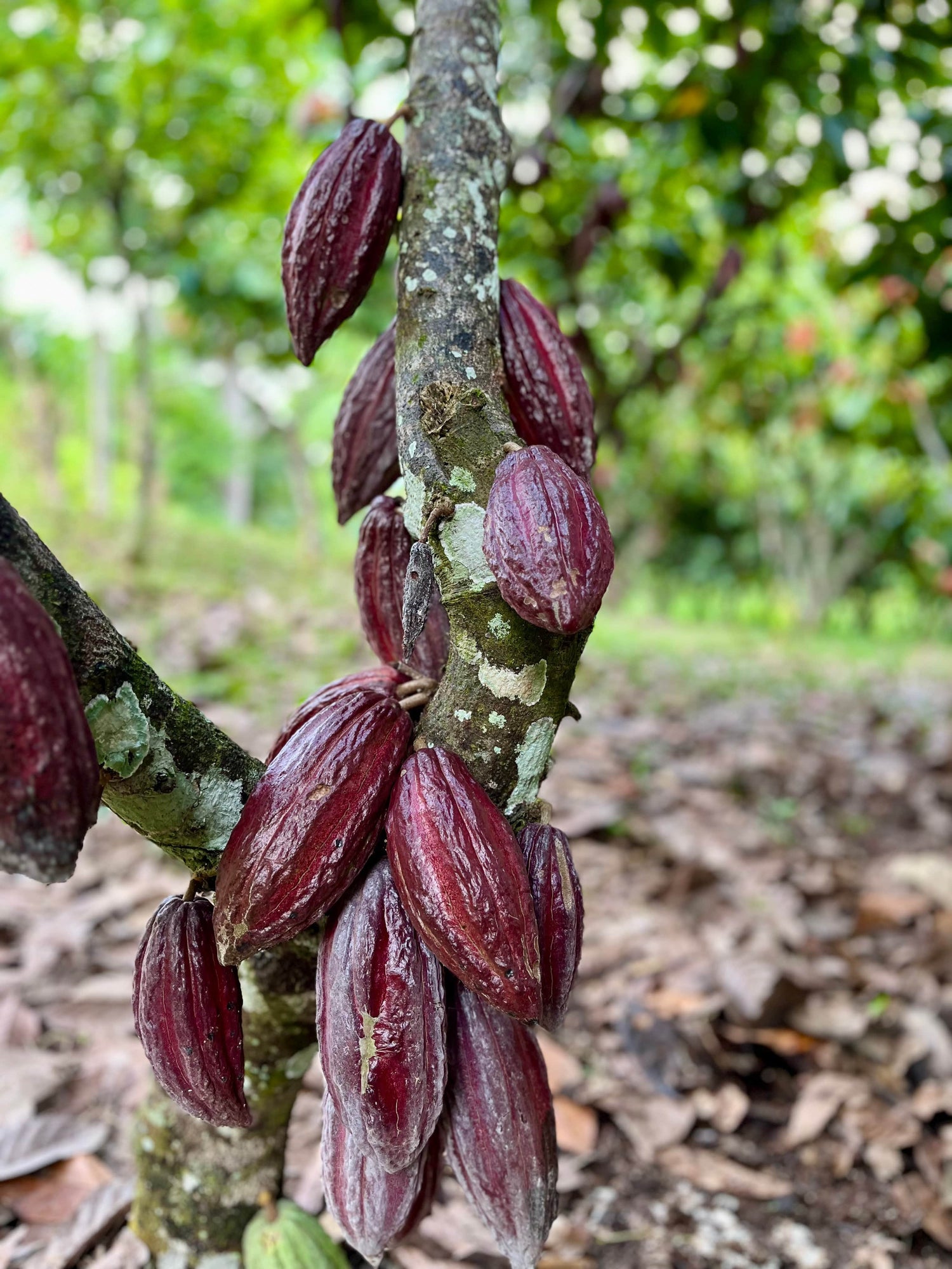 Full-sized image of the Mama Cacao tree symbolizing the heart and roots of Ora Cacao’s offerings