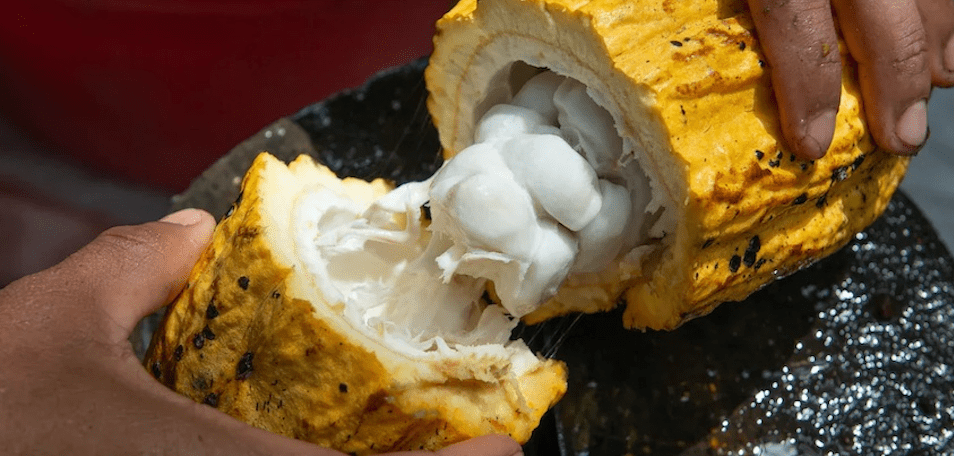 A visual of an open cacao pod, revealing the rich cacao beans inside, ready for processing