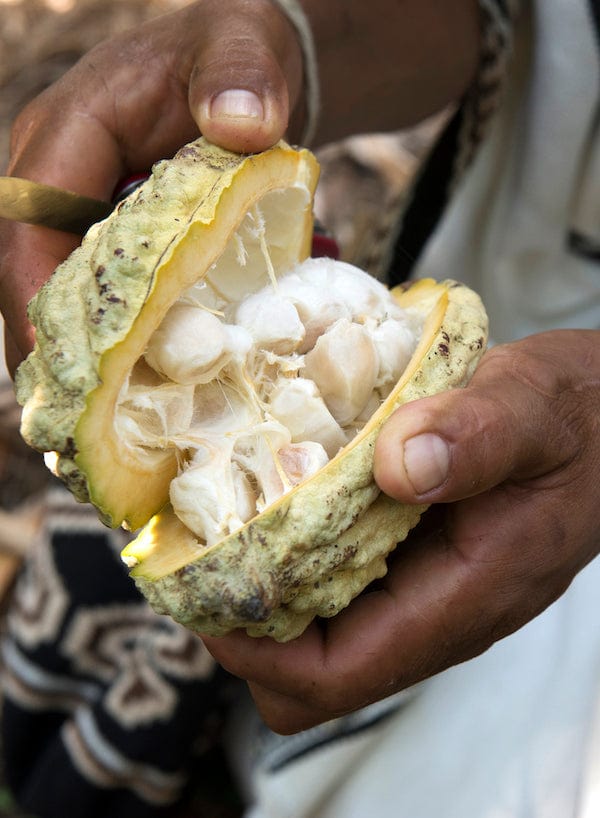 Ora Pure Ceremonial Grade Cacao from Connected Colombia, rich in flavor and heritage