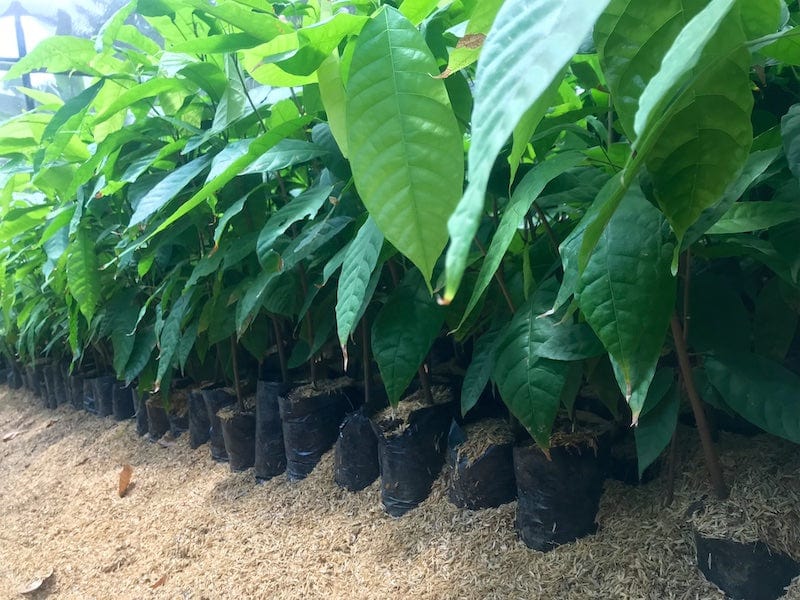 Ora Pure Ceremonial Grade Cacao thriving in the lush landscapes of Tanzania