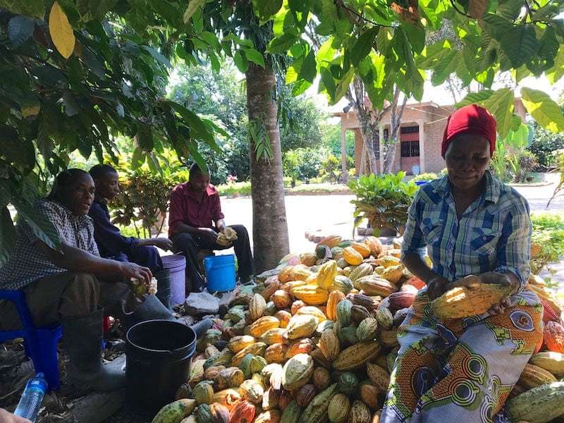 Ora Pure Ceremonial Grade Cacao thriving in the fertile lands of Tanzania