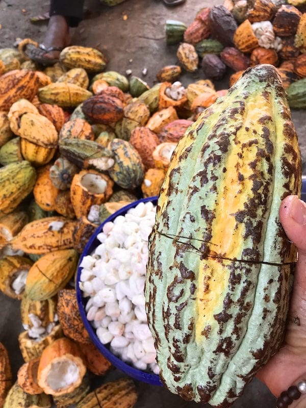 Ora Pure Ceremonial Grade Cacao thriving in the vibrant soil of Tanzania